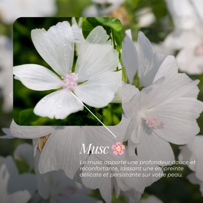 Savon Surgras « Rose » | Rose, Fleurs Blanches, Cèdre & Musc